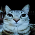 Avatar for quantokyatto
