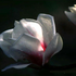 Avatar for lillian_real