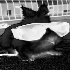 Avatar for Triggs348