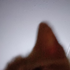 Avatar für Lihinn