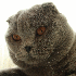 Avatar for parpsihopat