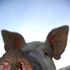 Avatar de Pig_Iron