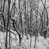 Avatar for suicideforest