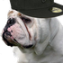 Avatar for HowardsCake