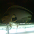 Avatar de Bletes