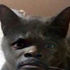 Avatar for Phallus773