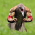 Avatar for Coxombo