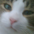 Avatar for greatpussycat
