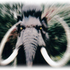 Avatar di McMammuT