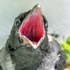 Avatar for Roadkill__