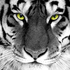 Avatar for buggy1970