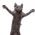 Avatar for ItsThatBonkers