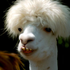 Avatar for Pwnsor