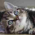 Avatar for KittyKaddi
