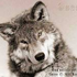Avatar for wilk2053