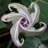 Avatar for quexuazaca