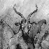 Avatar für ZiZZyBoo