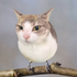 Avatar for sfhys