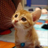 Avatar for nih-
