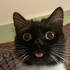 Avatar for Mr_Meow_meow