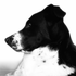 Avatar for santajaws
