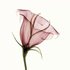 Avatar di Lydia_1324