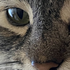 Avatar for DerickSntn