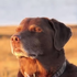 Avatar for Zoegakkj