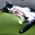 Avatar di thomkitten