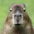 Avatar for fucking_slaave