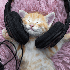 Avatar for handm2006