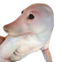 monke777 的头像