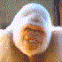 Avatar di Gorille85