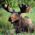 Avatar di LeMooseChocolat