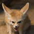 Avatar for LessFox