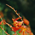 Avatar for montbretia