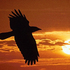 Avatar di Flying_Raven