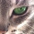 Avatar for JuliaDM