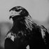 Avatar for Wandering Bird