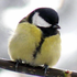 Avatar for BlueTitmouse