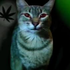 Avatar for dinojuas