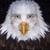 Avatar for Gustaviuz