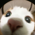 Avatar di lemon244