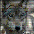 Avatar for Wolfcast