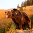TheGrizzlyBare için avatar