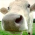 Avatar di moch