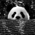 Avatar for judsi