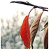 Avatar for In-SpiratioN