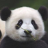 Avatar for happy-panda