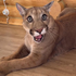 Avatar for heroicpuma
